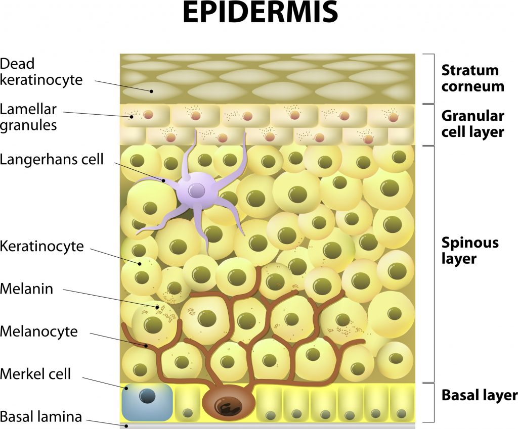 layers of epidermis in psoriasis