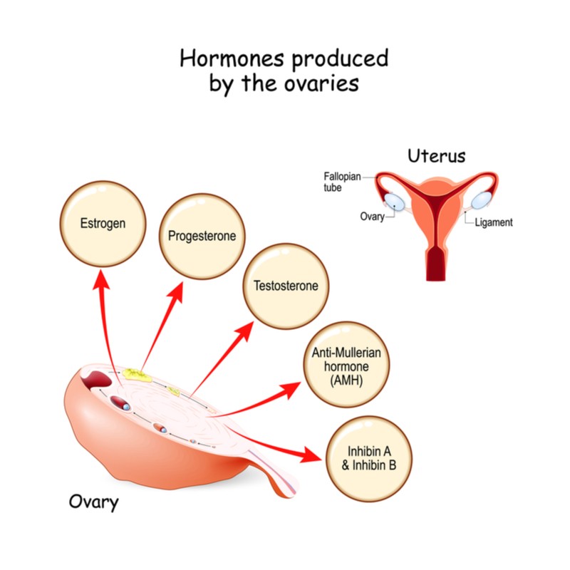 hormones produced by ovaries harley street emporium